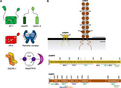 Protein sorting from endosomes to the TGN